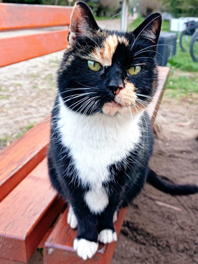 Schwarz-weißer Kater mit orangefarbenen Flecken sitzt auf einer Holzbank.