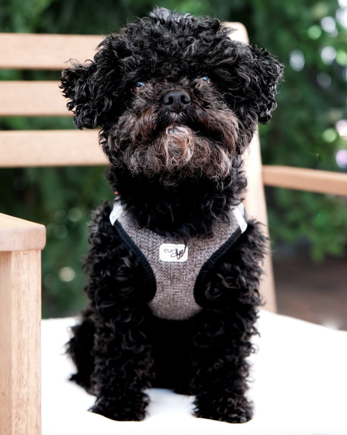 Kleiner schwarzer Hund mit lockigem Fell sitzt auf einer Holzbank im Freien.