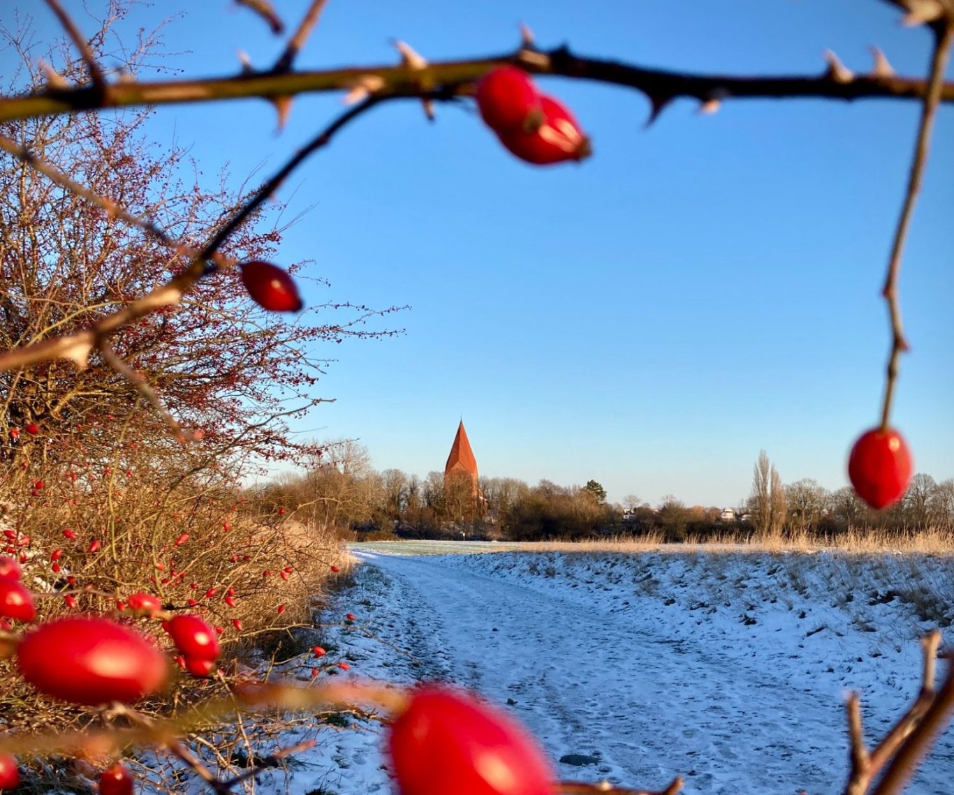 Roter Fruchtzweig im Winter vor einer verschneiten Landschaft mit einem Kirchturm im Hintergrund.